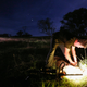 Kangaroo shooter Steven O'Donnell leans over to tag a kangaroo he just shot next to his .223 calibre rifle in a paddock on a property located on the outskirts of Australia's capital city Canberra March 23, 2013. O'Donnell, a professional plumber, shoots kangaroos on local farmer's properties around three times a week as part of the annual cull, running from March until the end of July, which involves the legal shooting and tagging of thousands of eastern grey kangaroos per year in the Australian Capital Territory. Picture taken March 23, 2013. REUTERS/David Gray (AUSTRALIA) - Tags: ENVIRONMENT SOCIETY ANIMALS) ATTENTION EDITORS: PICTURE 15 OF 15 FOR PACKAGE 'GUN CULTURE - AUSTRALIA' SEARCH 'AUSTRALIA GUN' FOR ALL IMAGES - RTXY6GK